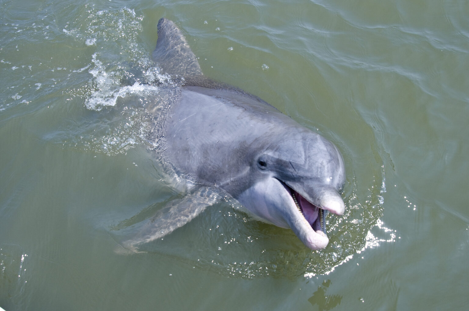 Vacation Rentals MCVL Realty McClellanville and Awendaw, SC Real