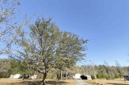 954 Skeebs Street McClellanville Rental 12